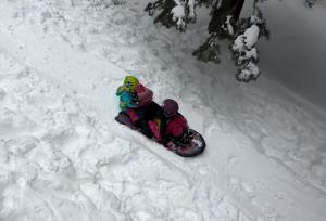 Bear Haus - Sledding At Cabin - Forest Views - Foosball