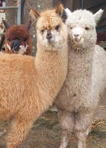 Ballyhoura Farm Escape Experience with Alpacas & Fairy Forest