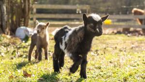 Farm Animals I Retro Museum I Fire Pit I Cozy Stay