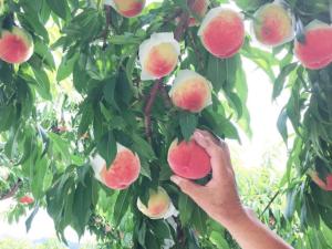 一棟貸し宿marusamarche