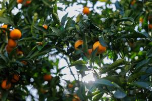 La Petite Marjolaine Charming top of Villa Vence