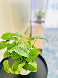 Peaceful apartment in Camberwell