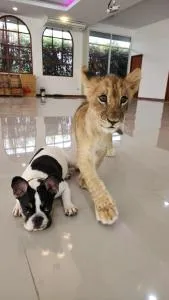 lion resort & cafe - Ban Phae Khwang