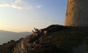 Su Furriadroxu Tuerredda img2