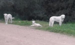 Su Furriadroxu Tuerredda img16