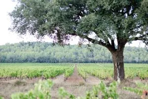 Domaine De Sigalous - Pierrefeu-du-Var