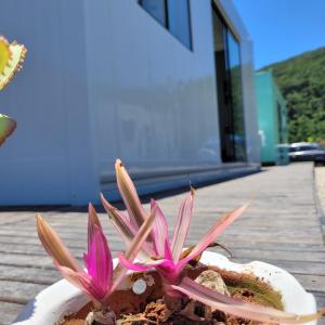 Quitinete Container 4 - Pântano do Sul