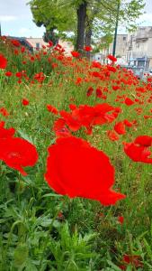 Grazioso Appartamento