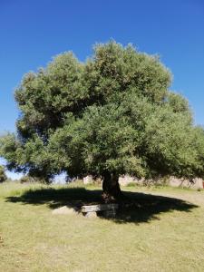 Ferienhaus Stazzo Mit Garten In Luogosanto