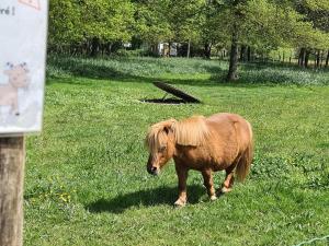 Appartements Mobil Home climatise, 2 ch, 5 pers, Wifi 30 mn du grand parc d-attraction Puy duFou : photos des chambres