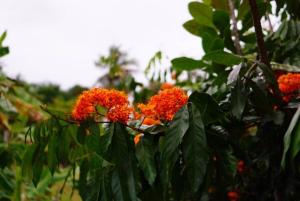 Baan Ob-oun Homestay