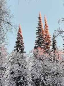Alapihan Arboretumin vierasmaja ja sauna