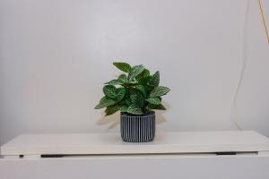 Air Dream Den Good Vibes Makati Gym Swim Park Superfast Internet 3870