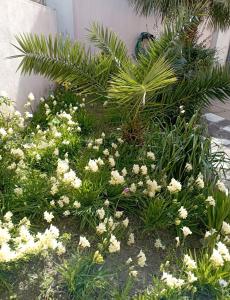 Casa Saba Lupino img35