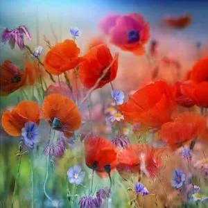 Les 4 Portes - 圣伊莱尔迪阿尔库厄