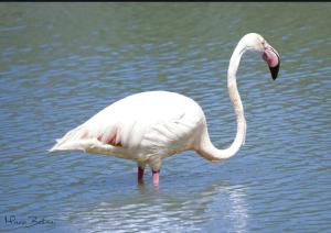 QUARTU SANT' ELENA Casa Stella Marina img27