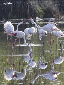 QUARTU SANT' ELENA Casa Stella Marina img34