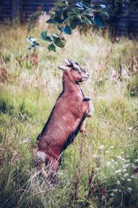 Appart'hotels Eco-Domaine La Fontaine - RESIDENCE-SPA - Plage de la Fontaine aux Bretons : photos des chambres