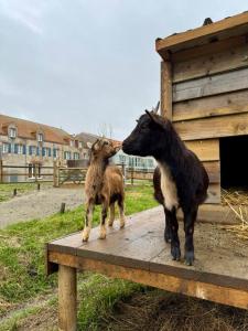 Appart'hotels Eco-Domaine La Fontaine - RESIDENCE-SPA - Plage de la Fontaine aux Bretons : photos des chambres