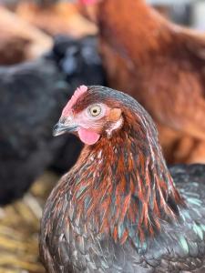 Appart'hotels Eco-Domaine La Fontaine - RESIDENCE-SPA - Plage de la Fontaine aux Bretons : photos des chambres