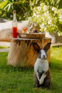 Green Land Bubble Glamping