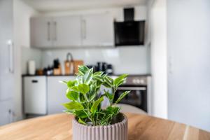 Helles Rooftop Serviced Apartment an der Schweizer Grenze