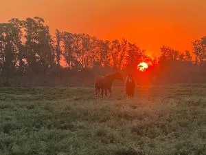 Estancia LA LUCIANA - Olivera