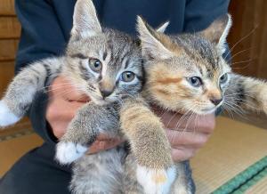 猫宿 Muribushi-inn