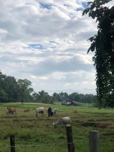 Pai casita resort,Inspiration Mud house -living room-AC- -workspace