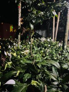 Twin Cottages Resort Coorg