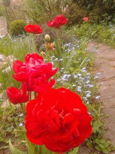 GUESTHOUSE vakantiehuis in een mooie tuin in het centrum van Zuidlaren!