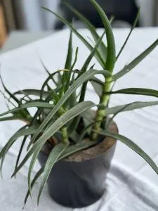 Stone Cottage - Machadodorp