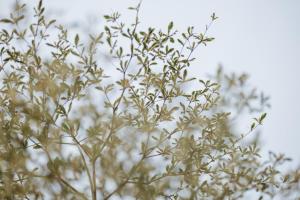 Velia Villa Soc Son 5PN Mountain View