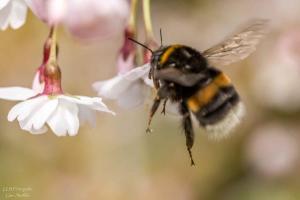 Ferienhaus Honey Bee