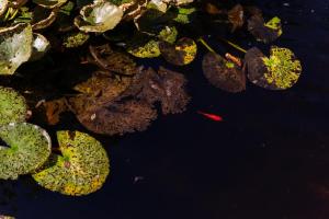 Ferienhaus hoch über dem Taubertal mit fantastischem Weitblick, Dachterrasse, 2000m2 großem Grundstück und Kamin