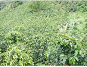 Andean Mot Mot Coffee - Puerto Asís Farm