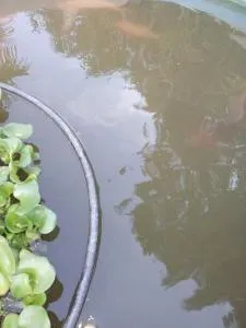 Rancho - Bairro dos Ribeiro