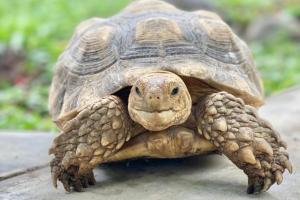 Luxurious Bohemian 4-bedroom open living Villa by Triang Villas