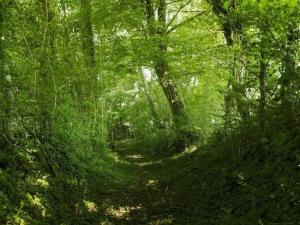 Charmante longère 18ème siècle avec jardin, animaux acceptés - FR-1-497-49