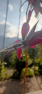 Wild cassia babarakanda - Boralanda