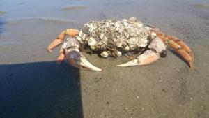 Strandnahe Souterrain-Ferienwohnung Haus Sonneneck 3