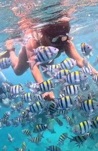 Gili Mesari Cottages & Homestay