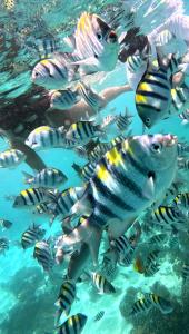 Gili Mesari Cottages & Homestay