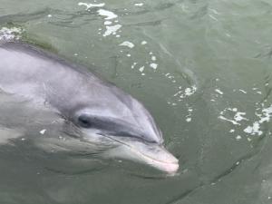 155 Mooring Buoy - Island Getaway Rentals