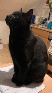 Ferienwohnung Wie zu Hause