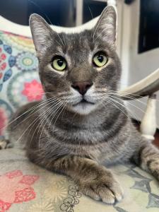 Hostal Colonial de Santander