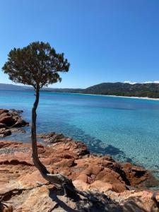 Appartements Porto Vecchio Location estivale spacieux appartement 100 m2 : photos des chambres