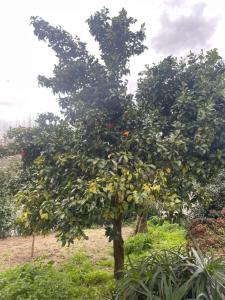 Orange tree apartment