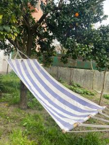 Orange tree apartment