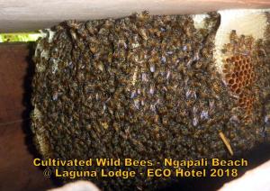 Oliver`s Laguna ECO Lodge Hotel